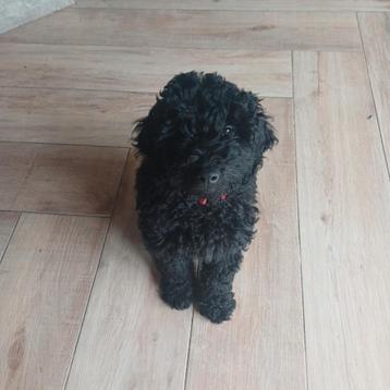 Multigen Labradoodle reu beschikbaar beschikbaar voor biedingen