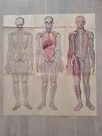Menselijk lichaam man model oude plaat, Antiek en Kunst, Ophalen, Natuur en Biologie