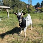 Mooi driekleur dwerggeitje, Dieren en Toebehoren, Vrouwelijk, Geit, 0 tot 2 jaar