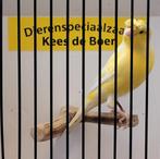 Duitse kuif kanaries, Dieren en Toebehoren, Meerdere dieren, Kleurkanarie