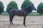 Lieve 3 jarige merrie So Perfect -Chameur, Dieren en Toebehoren, Paarden, Merrie, Gechipt, Dressuurpaard, 3 tot 6 jaar