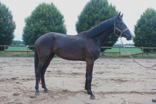 Lieve 3 jarige merrie So Perfect -Chameur, Dieren en Toebehoren, Paarden, Merrie, Onbeleerd, 165 tot 170 cm, 3 tot 6 jaar, Dressuurpaard