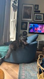 op zoek naar dekkater regdoll aan huis, Dieren en Toebehoren, Katten en Kittens | Dekkaters, 3 tot 5 jaar