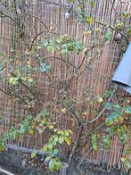 Klimroos 2 kleuren, Tuin en Terras, Volle zon, Minder dan 100 cm, Zomer, Overige soorten