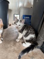Kittens, Dieren en Toebehoren