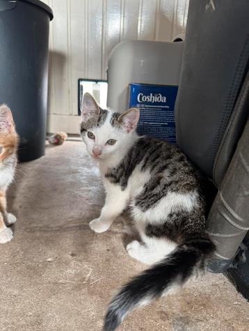 Kittens beschikbaar voor biedingen
