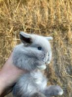 Prachtig minilop rammetje 🩵, Dieren en Toebehoren, Konijnen, Mannelijk, Dwerg, Hangoor, 0 tot 2 jaar