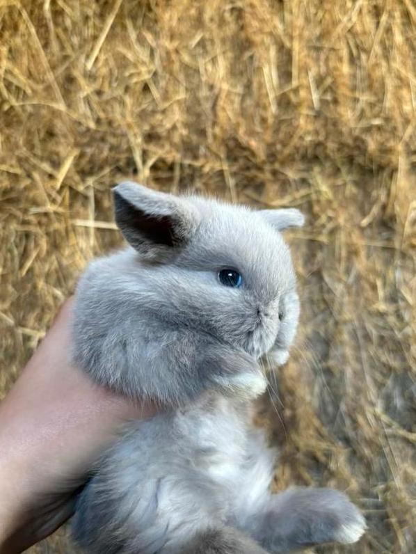 Prachtig minilop rammetje 🩵, Dieren en Toebehoren, Konijnen, Dwerg, Mannelijk, 0 tot 2 jaar, Hangoor