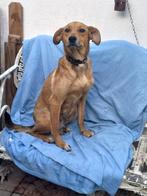 Nancy lief klein teefje, Dieren en Toebehoren, Honden | Niet-rashonden, Particulier, Rabiës (hondsdolheid), 1 tot 2 jaar, Buitenland