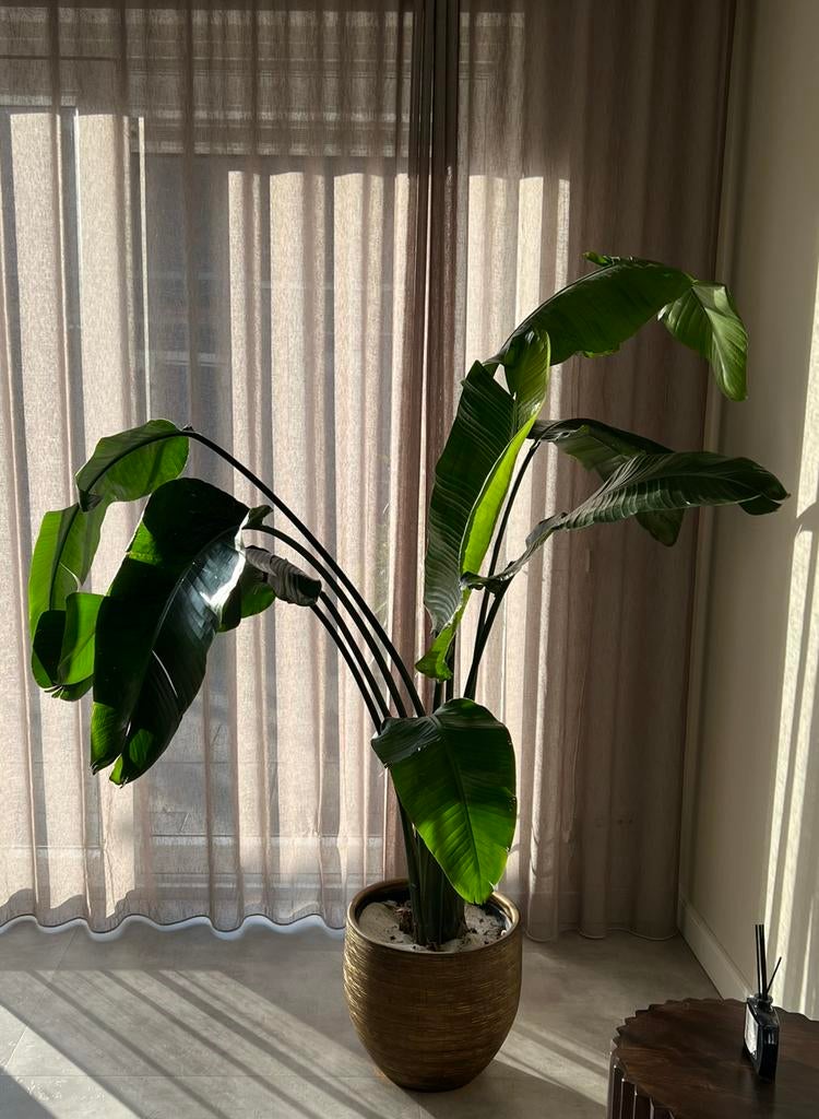 nicolai strelitzia xxl met pot, Ophalen, 100 tot 150 cm, Overige soorten, Halfschaduw