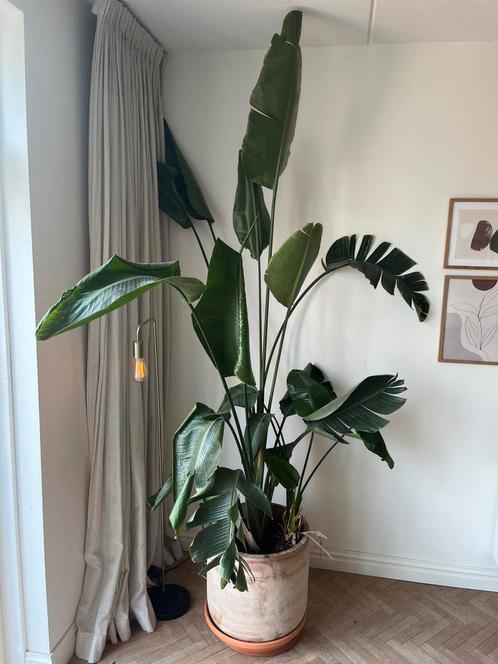 Strelitzia Nicolai 240cm plant incl. terracotta pot, Huis en Inrichting, Kamerplanten, Overige soorten, 200 cm of meer, Ophalen