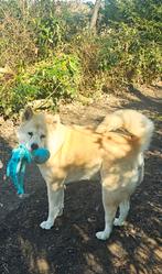 Op zoek naar een Akita Inu teefje, Dieren en Toebehoren, België, Particulier, 8 tot 15 weken, Teef