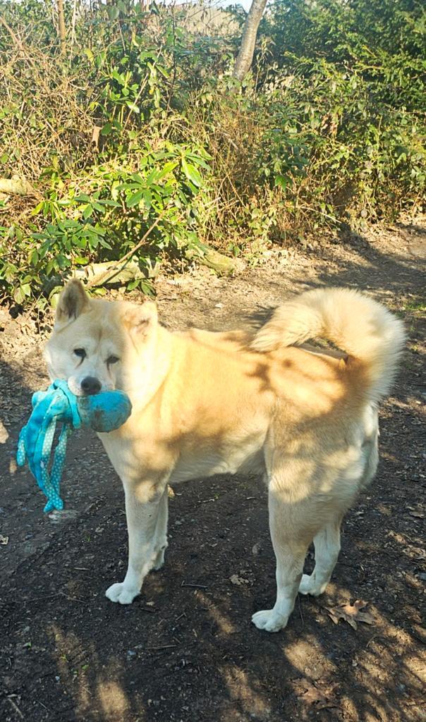 Op zoek naar een Akita Inu teefje, Dieren en Toebehoren, Honden | Poolhonden, Keeshonden en Oertypen, Teef, Particulier, Eén hond