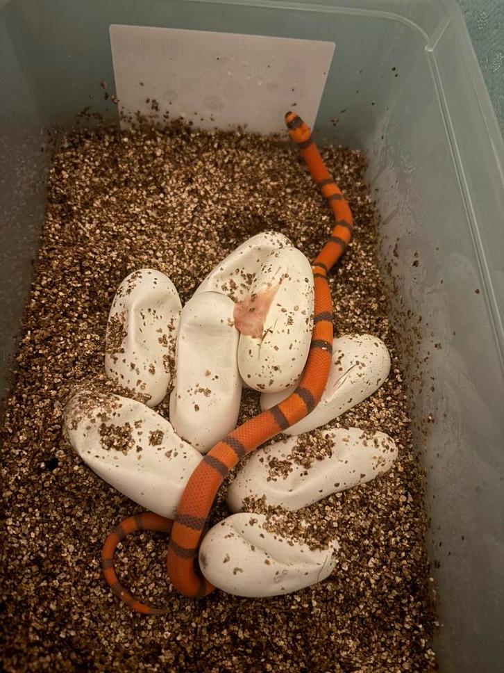 Lampropeltis hondurensis hypo’s, Dieren en Toebehoren, Reptielen en Amfibieën, Hagedis, 0 tot 2 jaar