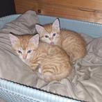 Zeer gesocialiseerd rood poesje, Dieren en Toebehoren, Katten en Kittens | Overige Katten, Poes, Kortharig, 0 tot 2 jaar