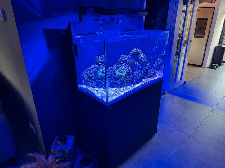 Red Sea max 260, Dieren en Toebehoren, Vissen | Aquaria en Toebehoren, Zo goed als nieuw, Gevuld zeewateraquarium, Ophalen of Verzenden