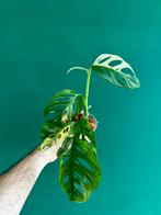 Monstera adonaonii ‘albo variegata’, Huis en Inrichting, Kamerplanten, Overige soorten, Minder dan 100 cm, Ophalen of Verzenden