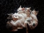 2 lapjespoesjes van 9 weken, Dieren en Toebehoren, Katten en Kittens | Overige Katten, Meerdere dieren, Kortharig, 0 tot 2 jaar