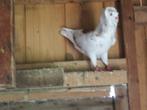 2 mooi oud Hollandse kapucijnen sier duiven, Dieren en Toebehoren, Vogels | Duiven, Meerdere dieren, Overige soorten