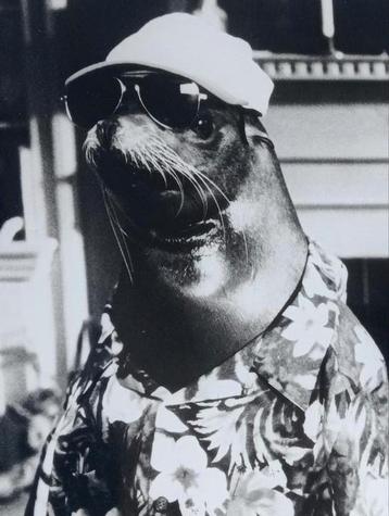 Filmfoto Andre Zeeleeuw/Zeehond  beschikbaar voor biedingen