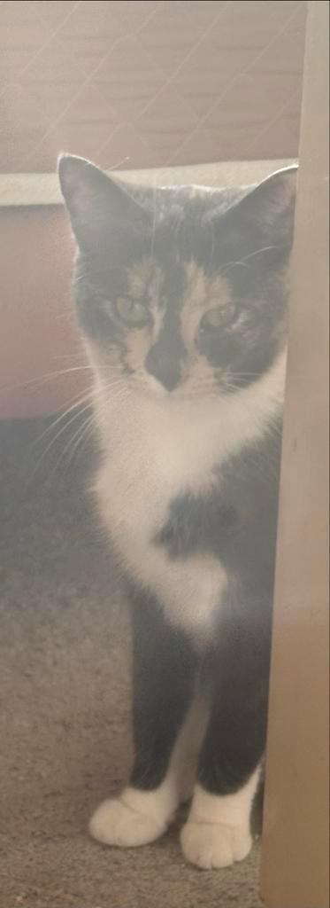 Stoer katertje Rocky&Lief poesje Nakia(mogelijk zwanger!), Dieren en Toebehoren, Katten en Kittens | Overige Katten, Kortharig