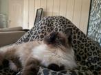 Allerliefste Ragdoll poes zoekt warm en liefdevol thuis, Poes, Ontwormd, 0 tot 2 jaar