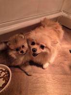 De liefste pomeriaan pups 7 weken, Dieren en Toebehoren, Honden | Poolhonden, Keeshonden en Oertypen, Overige rassen, 8 tot 15 weken