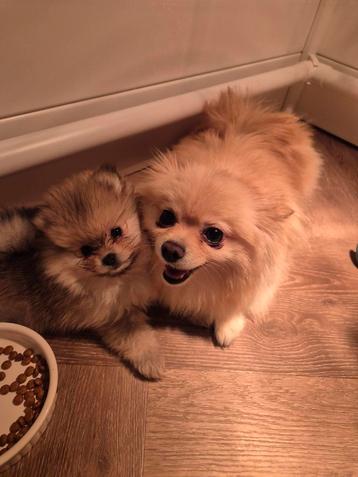 De liefste pomeriaan pups 7 weken beschikbaar voor biedingen