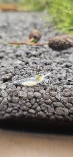 Neocaridina white pearl garnalen, Kreeft, Krab of Garnaal