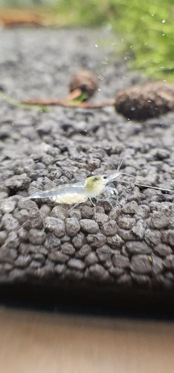 Neocaridina white pearl garnalen beschikbaar voor biedingen