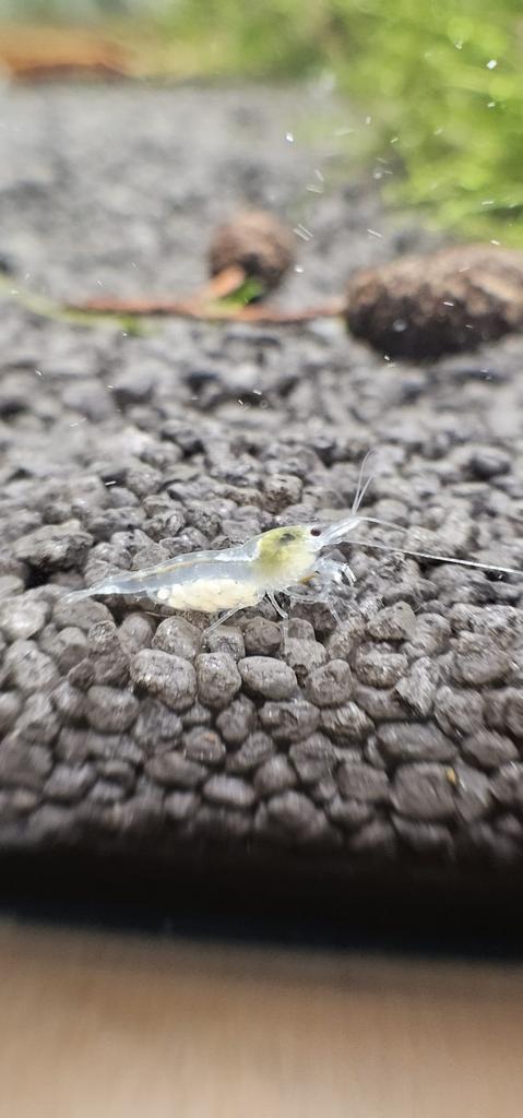 Neocaridina white pearl garnalen, Dieren en Toebehoren, Vissen | Aquariumvissen, Kreeft, Krab of Garnaal