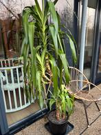 yucca plant (kamerplant) met pot, Tuin en Terras, Planten | Tuinplanten, Ophalen of Verzenden, Overige soorten, Volle zon