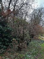 Krulhazelaar, Ophalen, Halfschaduw, Overige soorten, 250 tot 400 cm