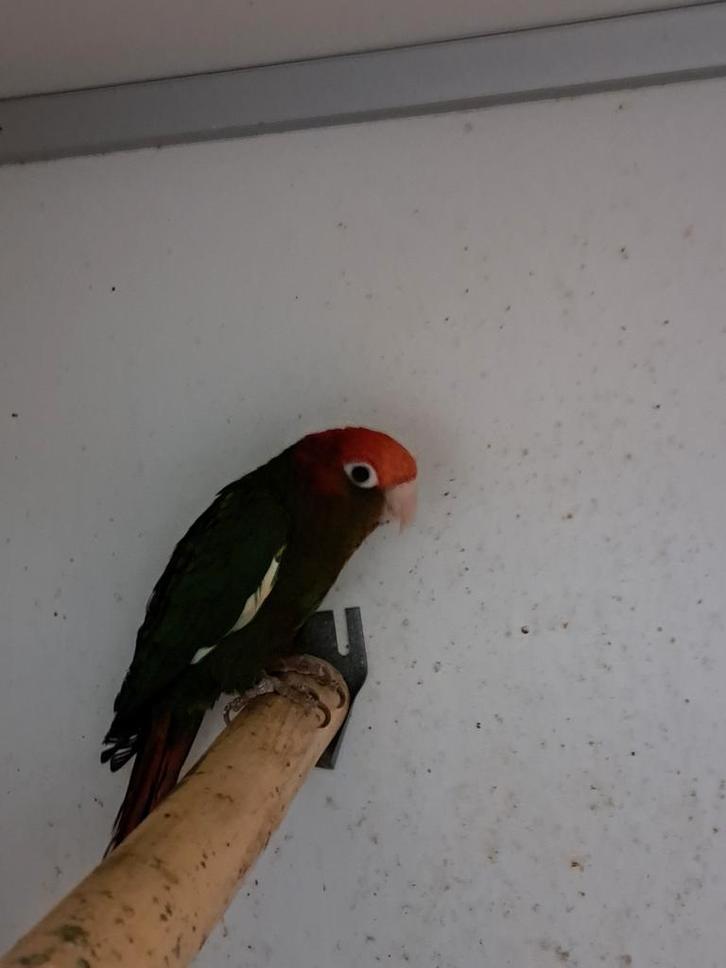 Pyrrhura soorten , en mutatie,s, Dieren en Toebehoren, Vogels | Parkieten en Papegaaien, Parkiet, Meerdere dieren, Geringd