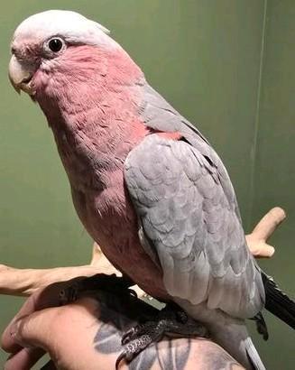 Tamme Rose Kaketoes  beschikbaar voor biedingen