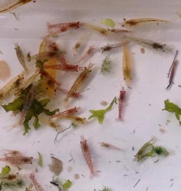 Leuke Neocaridina garnalen  beschikbaar voor biedingen