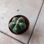 Gymnocalycium horstii cactus potmaat 8, Cactus, Ophalen of Verzenden