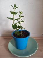Biologische Muntplant in Pot, Tuin en Terras, Planten | Tuinplanten, Vaste plant, Ophalen of Verzenden, Halfschaduw, Kruiden