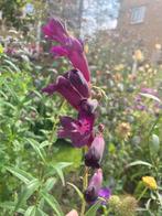 Penstemon ‘Raven’ P9 eigen kweek bio, Overige soorten, Volle zon, Vaste plant, Ophalen of Verzenden