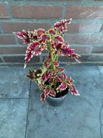 Coleus plant, Ophalen of Verzenden, Overige soorten, Volle zon
