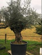 ❗️Actie️️️❗️ Tekoop olijfboom Olea europea, Ophalen of Verzenden, Olijfboom, 250 tot 400 cm, Zomer