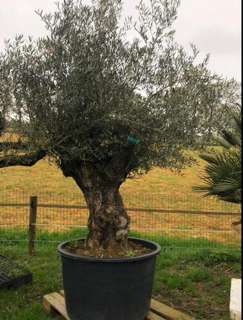 ❗️Actie️️️❗️ Tekoop olijfboom Olea europea, Tuin en Terras, Planten | Bomen, Olijfboom, 250 tot 400 cm, Volle zon, Zomer, In pot
