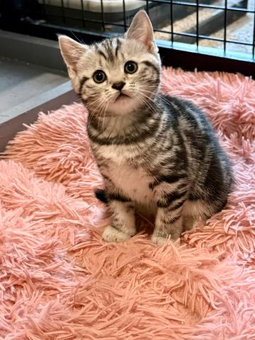 💙 brits korthaar silver tabby blotched poesje whiskas ❤️ beschikbaar voor biedingen