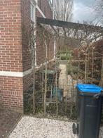 6x beukhaag boom hoogte ruim 2 mtr, Overige soorten, Ophalen, 100 tot 250 cm