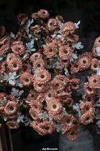 Aster brown zijdebloemen zijdebloem kunstbloemen, Www.jufbrocante.nl, Www.jufbrocante.nl, Nieuw, Ophalen of Verzenden