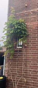 Groot betongaas rek klimplanten 290x 83 cm, Ophalen of Verzenden, Nieuw