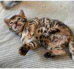 Prachtig Bengaal kittens ( Bengaalse  poesjes), Dieren en Toebehoren, Poes, Gechipt, 0 tot 2 jaar