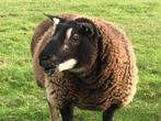 4 dassenkop ooien, Vrouwelijk, Schaap, 0 tot 2 jaar