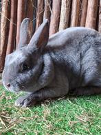 Rex dwerg ram jong, Dieren en Toebehoren, Mannelijk, Dwerg, 0 tot 2 jaar