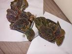 Begonia darthvaderiana x dracopelta, Ophalen of Verzenden, Overige soorten, Minder dan 100 cm